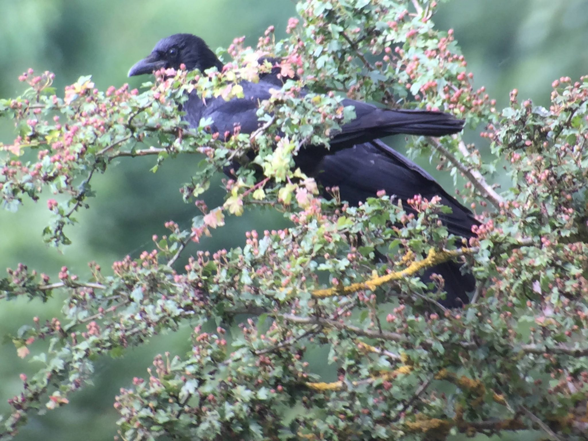33. ZWARTE KRAAI (Corvus corone).