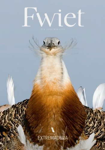 cover 10lores