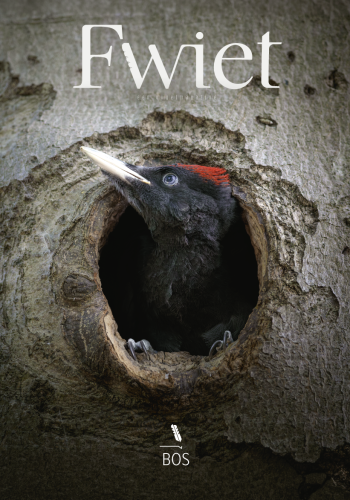 cover lores