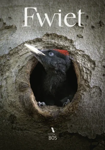 fwiet-12-bos-cover